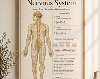 Poster sul sistema nervoso del corpo umano / Schema di biologia (scaricabile in PDF)