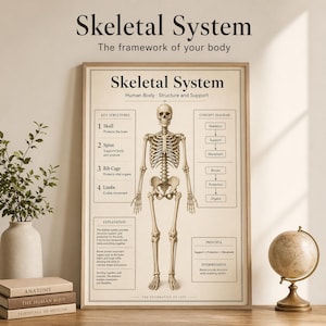 Skelettsystemet-poster | Människokroppsdiagram, biologiväggkonst (PDF-nedladdning)