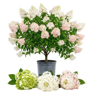May include: A potted hydrangea shrub featuring numerous conical clusters of white and pale pink flowers with green leaves. Below the pot are three separate hydrangea flower heads in shades of light green, white, and soft pink with green leaves.