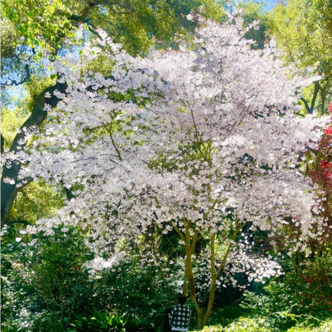 Akebono Flowering Cherry Blossoms Tree Live Plant in 2.5-inch Pot
