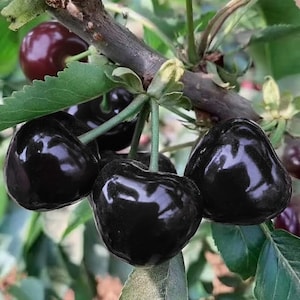 May include: A cluster of dark, glossy, deep purple cherries hanging from a woody branch. The fruit features smooth, rounded skins and thin green stems attached to the branch, surrounded by serrated green leaves in a natural outdoor setting.