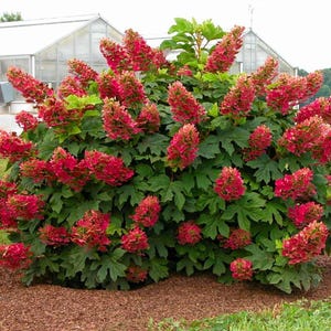 May include: A lush, green bush with large, textured leaves and numerous cone-shaped red flowers. The flowers are clustered together, creating a vibrant display. The plant is in full bloom, showcasing its natural beauty.