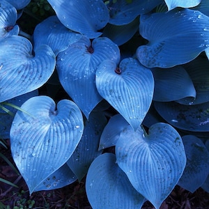 May include: A cluster of heart-shaped hosta leaves with a distinct blue-toned hue. The foliage features prominent parallel veins radiating from the center, with small water droplets scattered across the smooth, matte surfaces of the leaves.