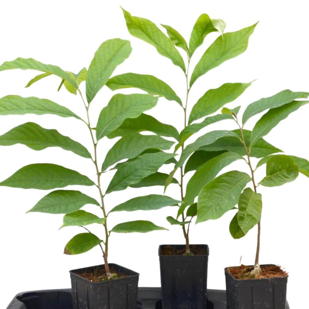 Pawpaw Native Seedling 6" to 1 Feet in Pot, Paw Paw Tree Live Plant ...