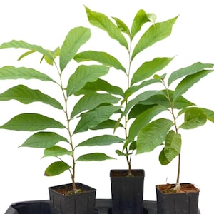 May include: Three young green plants with large, oval leaves are potted in black square containers. The plants are arranged in a row, with the leaves reaching upwards. The background is plain white.
