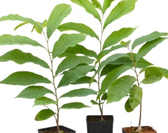 PawPaw Native Seedling 6" to 1 Feet in Pot, Paw Paw Tree Live Plant, Asimina Triloba Common American Pawpaw