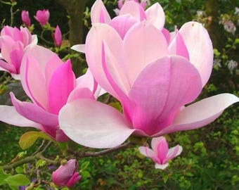 Jane Magnolia Tree Live Plant, 2,5-inch Pot
