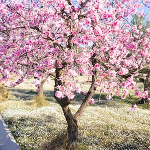 May include: A deciduous tree with a thick, textured brown trunk and branches densely covered in vibrant pink blossoms. The tree stands in a field carpeted with small white flowers, with additional trees visible in the background under a clear sky.