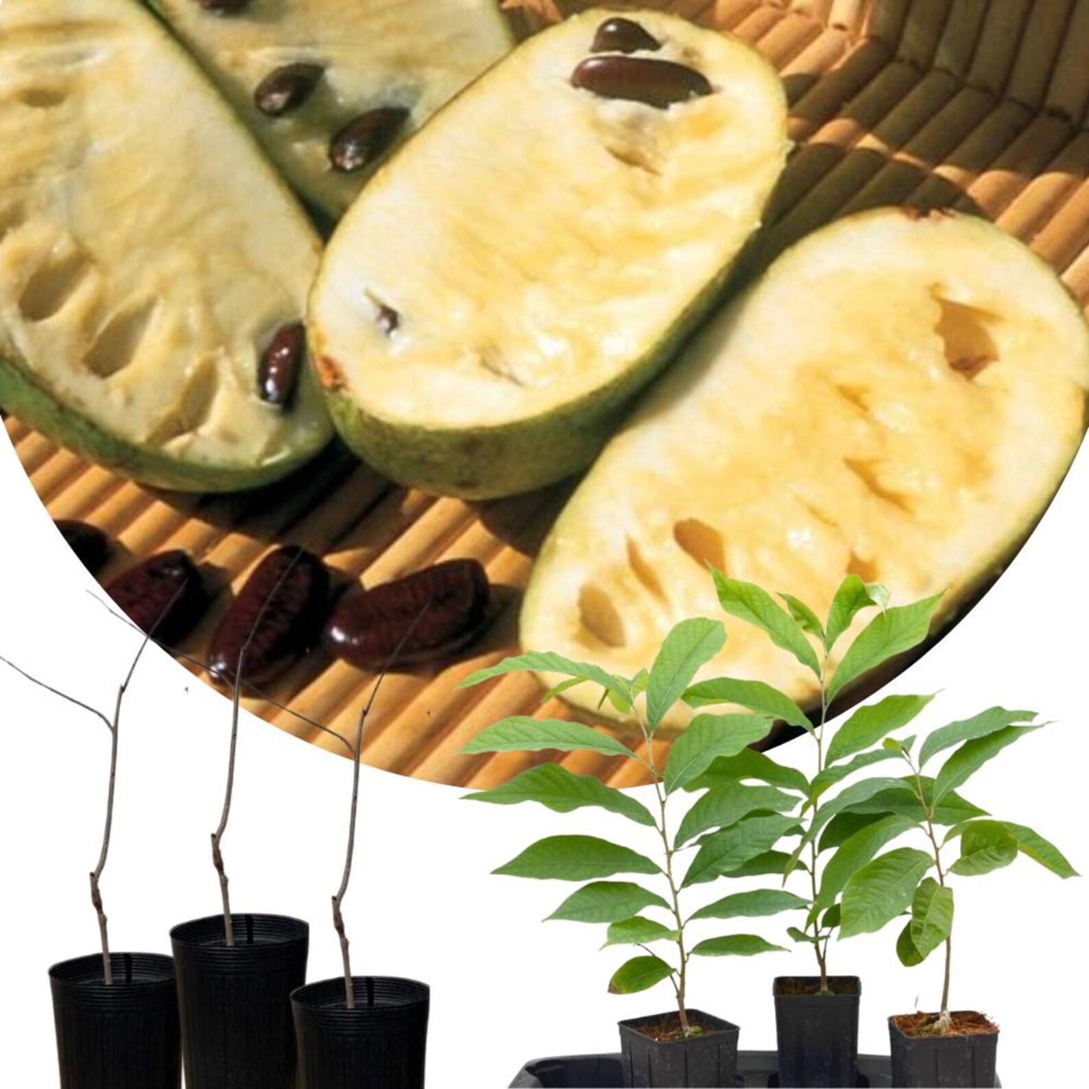 Pawpaw Native Seedling 1 Year Old 6-12", Paw Paw Tree Live Plant ...