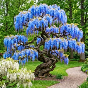 May include: A large wisteria tree with a thick, twisted, dark brown trunk and branches covered in cascading clusters of vibrant blue flowers. In the foreground, a smaller bush with white flower clusters sits near a gravel garden path.