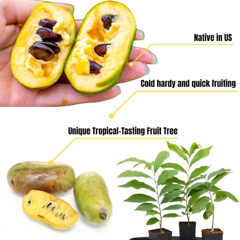 Pawpaw Native Seedling 6" to 1 Feet in Pot, Paw Paw Tree Live Plant ...