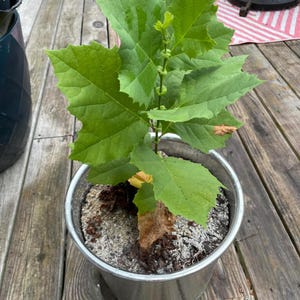 May include: A young oak tree sapling planted in a silver metal pot. The plant features vibrant green, lobed leaves with serrated edges, a central stem, and some brown, dried leaves near the base. The soil surface is covered with a layer of light gray mulch.