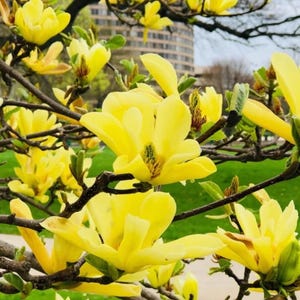 May include: Close-up of a flowering tree branch with bright yellow blossoms. The petals are a vibrant yellow, and the flowers are in full bloom. The background includes green grass and a building.