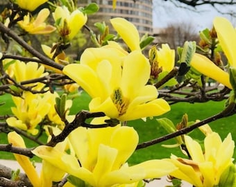Yellow Bird Magnolia Tree Live Plant in Pot, 6-12 Inches in Tall