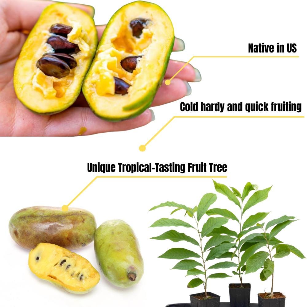Paw Paw Indian Banana Tree in Quart Pot, Paw Paw Tree Live Plant ...