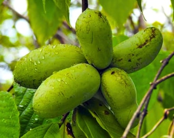 PawPaw Native Seedling 1 Year Old  6-12", Paw Paw Tree Live Plant, Asimina Triloba Common American Pawpaw
