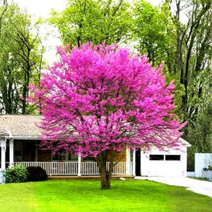 May include: A vibrant pink flowering tree in full bloom stands in front of a house with a white garage door. The tree's branches are covered in bright pink blossoms, contrasting with the green lawn and surrounding trees.