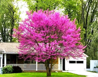 1 Year Old Eastern Redbud Tree Live Plant in Quart Pot, Cercis canadensis Red Bud Seedling