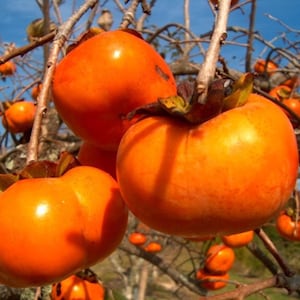 May include: Close-up of ripe persimmons on a tree branch. The fruit is a vibrant orange color with a smooth skin. The image shows several persimmons, some partially obscured by leaves and branches, against a blue sky background.