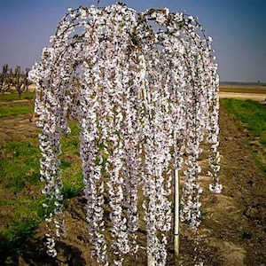 May include: A weeping tree with cascading branches covered in white blossoms. The tree is in a field with green grass and a blue sky in the background. The tree's branches are arching downwards, creating a graceful, flowing shape.