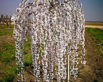 Weeping Yoshino Flowering Cherry Blossoms Tree Live Plant in 2.5-inch Pot