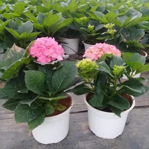 May include: Pink and light pink hydrangea flowers in white pots. The flowers are in full bloom, surrounded by large green leaves. The plants are in a greenhouse setting, with many other plants visible in the background.