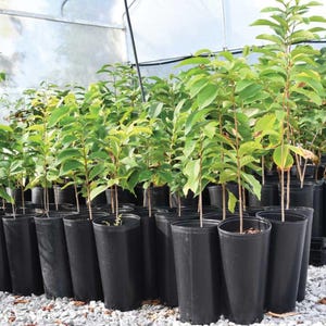 May include: Rows of young trees in black plastic pots, inside a greenhouse. The trees have green leaves and slender brown trunks. The pots are arranged closely together on a bed of small, gray stones, under a translucent roof.
