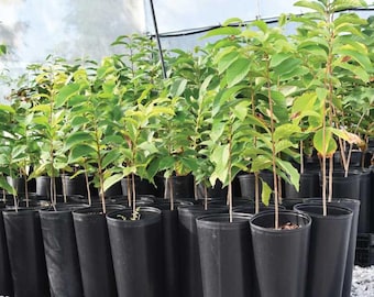 Paw Paw Indian Banana Tree in Quart Pot, Paw Paw Tree Live Plant, Asimina Triloba Common American Pawpaw