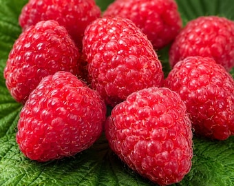 May include: A cluster of fresh, vibrant red raspberries with a textured, bumpy surface resting on a large, serrated green leaf. Each raspberry displays a conical shape and a deep crimson color, highlighting the natural detail of the fruit.