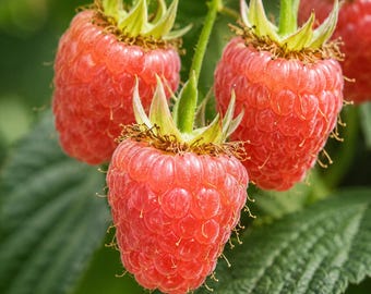 Double Gold Everbearing Raspberry Plants, Sweet Yellow Berry Bush (3 Canes)