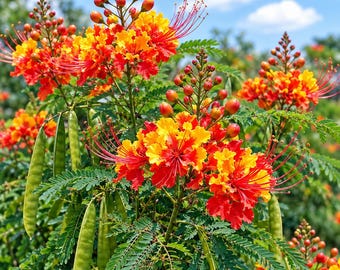 May include: A Caesalpinia pulcherrima plant featuring vibrant orange and yellow flowers with long, thin red stamens, small round buds, and smooth, elongated green seed pods set against a backdrop of green feathery foliage and a blue sky.