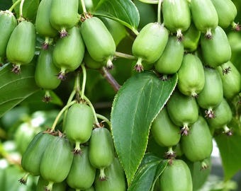 Issai Hardy Kiwi Starter Plant, Self-Fertile Actinidia Arguta Vine, Cold Hardy Fruit