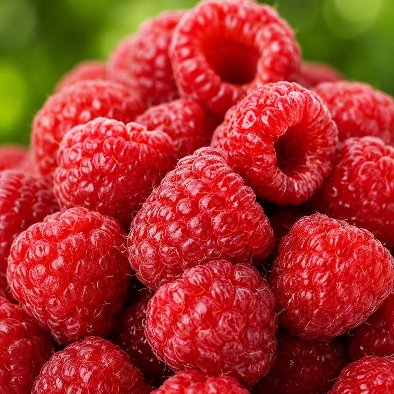 3 Heritage Everbearing Raspberry Live Plants, Large Dormant Bare Root Canes, Sweet Red Raspberry Bush, Hardy Fruit Plant, Fast Growing Berry