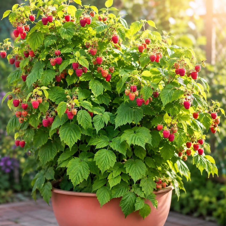 3 Heritage Everbearing Raspberry Live Plants, Large Dormant Bare Root Canes, Sweet Red Raspberry Bush, Hardy Fruit Plant, Fast Growing Berry