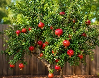 May include: A pomegranate tree with a thick, textured trunk and dense green foliage. Numerous round, bright red pomegranate fruits hang from the branches. The tree is planted in a garden setting with wood mulch visible at the base.