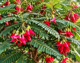 20 Hummingbird Tree Seeds, Sesbania grandiflora, Tropical Flowering Tree (Agati)