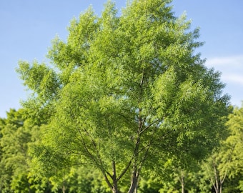 May include: A large, deciduous tree with a dense canopy of vibrant, light green, lance-shaped leaves. The tree features a multi-stemmed trunk that branches out near the base, standing prominently against a clear, bright blue sky background.