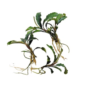 Bucephalandra Sintang | Live Aquarium Plant for Nano Tank (3 Plants, Bare-Rooted)