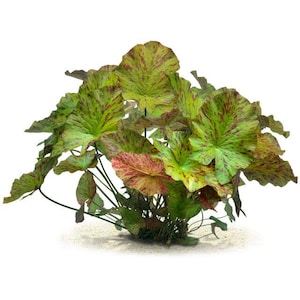 May include: Artificial water lily pads in a cluster. The leaves are mainly green with red and brown speckles, and some have a reddish-brown hue. The plant has thin, dark stems and is set against a white background.
