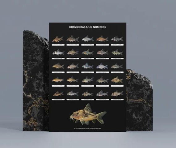 Corydoras C-numbers Catfish Poster - 25 Species Identification