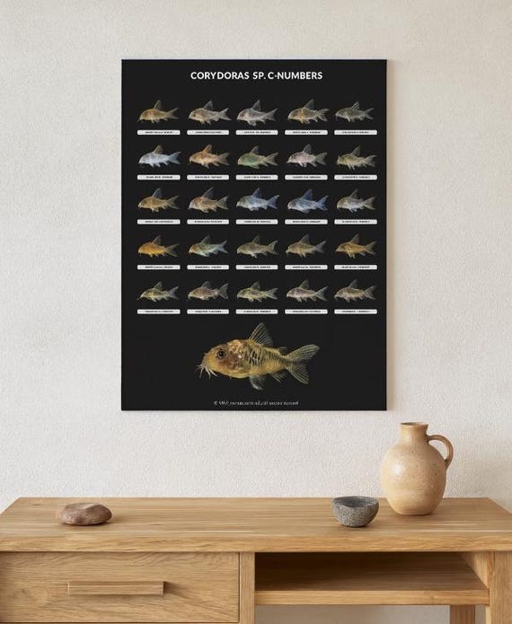 Corydoras C-numbers Catfish Poster - 25 Species Identification