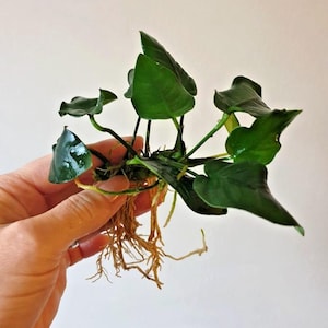 Anubias Nana Live Aquarium Plant | Easy Low Light Freshwater Plant | Shrimp Safe