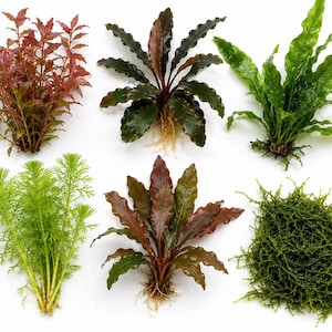 May include: A selection of aquatic plants in shades of red, green, and brown. The plants display diverse leaf shapes and textures, with some roots visible. The image is a top-down view against a white background.