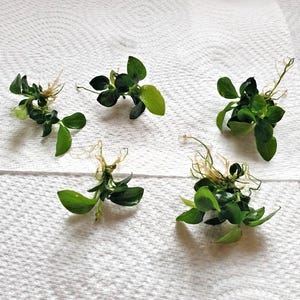 May include: Five small, green aquatic plants with rounded leaves and visible roots are arranged on a white, textured surface. The plants are in various stages of growth, with some showing new leaf development.