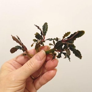 May include: A close-up of a plant with dark green and reddish-brown leaves. The plant is held in a hand against a white background. The leaves have a textured, wavy appearance, and the stems are a deep red colour.