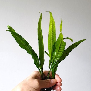 Live Java Fern Aquarium Plants | Easy Low Light, Shrimp Safe Microsorum Pteropus