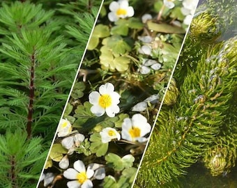 Oxygenating Pond Plants Pack of 6 | Fresh Cuttings for Clear & Healthy Water
