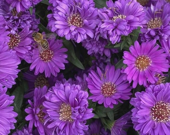 Mais de 25 sementes de calêndula roxa para canteiros de jardim coloridos.