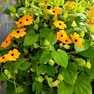 Pode incluir: Imagem vibrante de uma planta trepadeira com flores laranja brilhantes e centros escuros. As flores est&atilde;o em plena flora&ccedil;&atilde;o, rodeadas por folhas verdes exuberantes. A planta est&aacute; prosperando, criando uma exibi&ccedil;&atilde;o visualmente atraente da beleza da natureza.