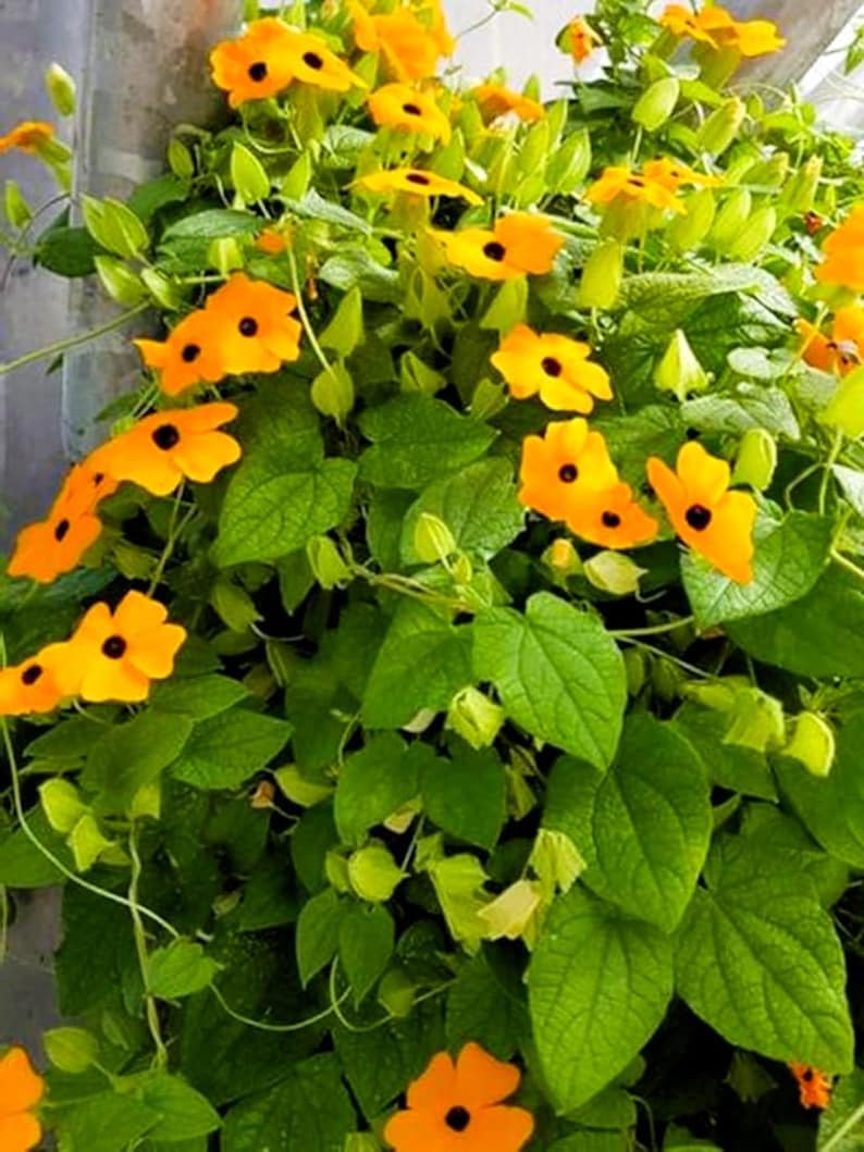 Pode incluir: Imagem vibrante de uma planta trepadeira com flores laranja brilhantes e centros escuros. As flores est&atilde;o em plena flora&ccedil;&atilde;o, rodeadas por folhas verdes exuberantes. A planta est&aacute; prosperando, criando uma exibi&ccedil;&atilde;o visualmente atraente da beleza da natureza.